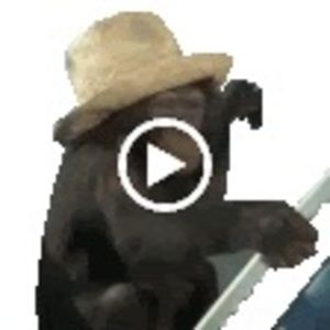 Meet your Posher, William